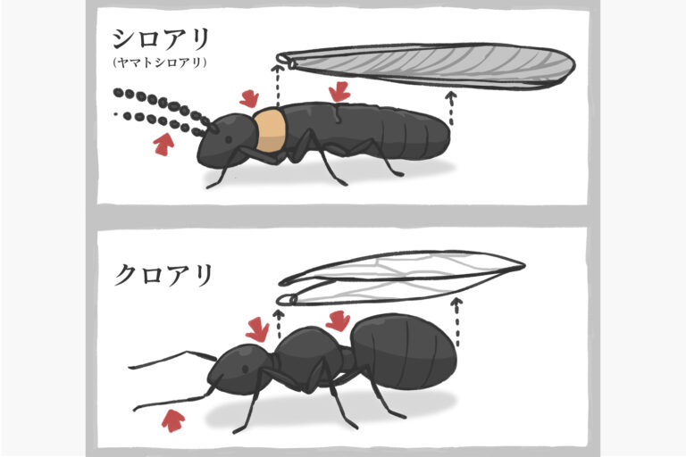 一瞬で見分けられる！シロアリとアリの違い | 白蟻専科